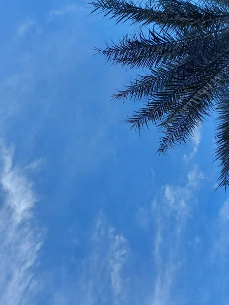 Palmiye Ağacı Kahverengiyle Ayrılmış Bir Arka Plan Olumsuz Uzay Fotoğrafçılığı — Stok fotoğraf