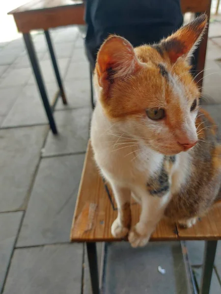 แมว Calico นแมวในประเทศของสายพ อโค ทสามส ขาวพร อมแพทช มและส าขนาดใหญ แมว — ภาพถ่ายสต็อก