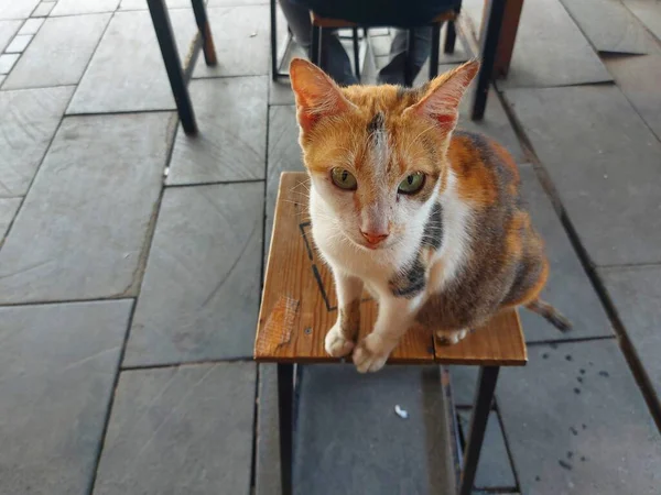 Calico Cat Gato Doméstico Cualquier Raza Con Pelaje Tricolor Tiene — Foto de Stock