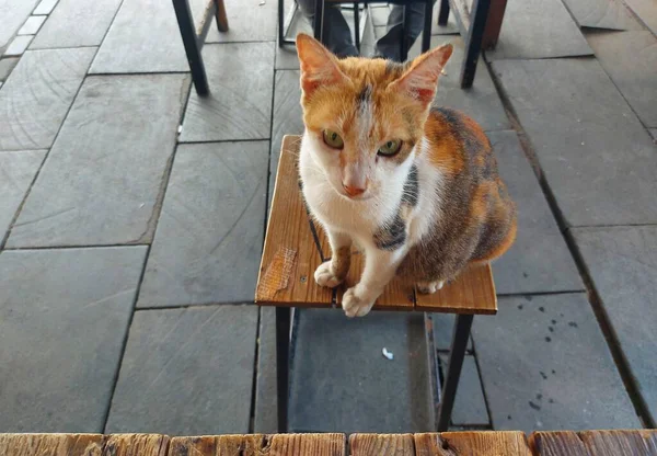 Calico Cat Gato Doméstico Cualquier Raza Con Pelaje Tricolor Tiene — Foto de Stock
