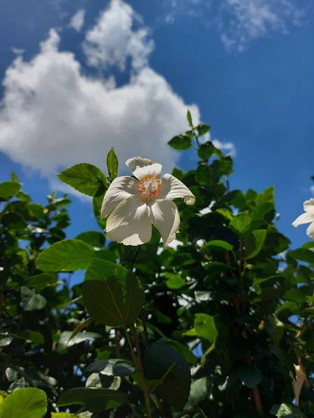 Flor Blanca Floreciendo Otros Nombres Flor Son Shoeblackplant Hibiscus Rosa — Foto de Stock