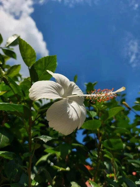 Λευκό Λουλούδι Ανθίζει Ένα Άλλο Όνομα Του Λουλουδιού Είναι Shoebackplant — Φωτογραφία Αρχείου