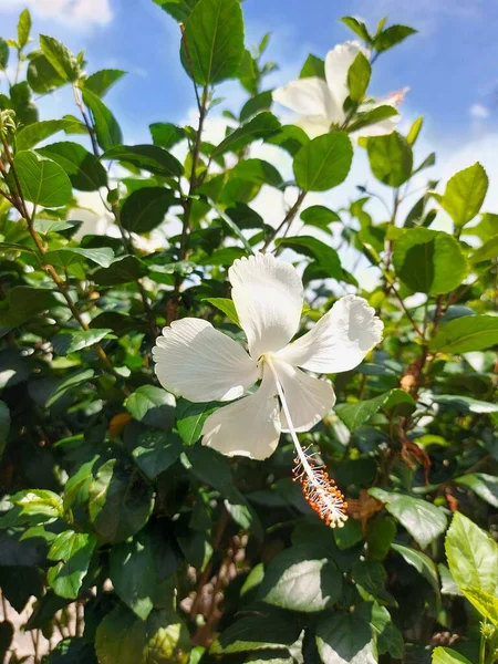 Bílá Květina Kvete Dalšími Názvy Květin Jsou Shoeblackplant Hibiscus Rosa — Stock fotografie