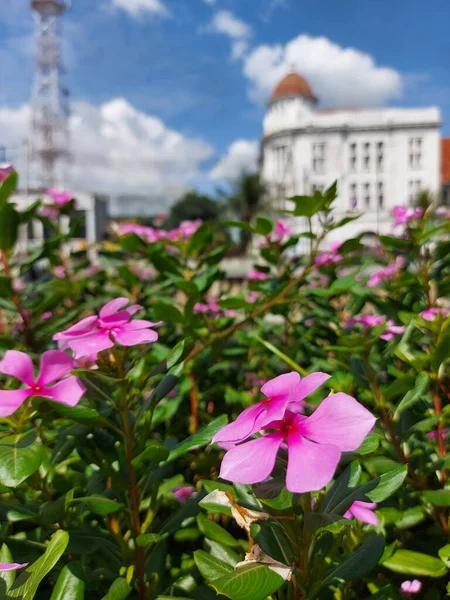 Bloem Van Catharanthus Roseus Algemeen Bekend Als Heldere Ogen Cape — Stockfoto