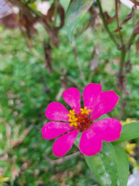 Zinnia Elegansは若さと年齢 一般的なジンニアまたはエレガントなジンニアとして知られています デイジー科の1年咲きの植物です 選択的フォーカス 自然背景 — ストック写真