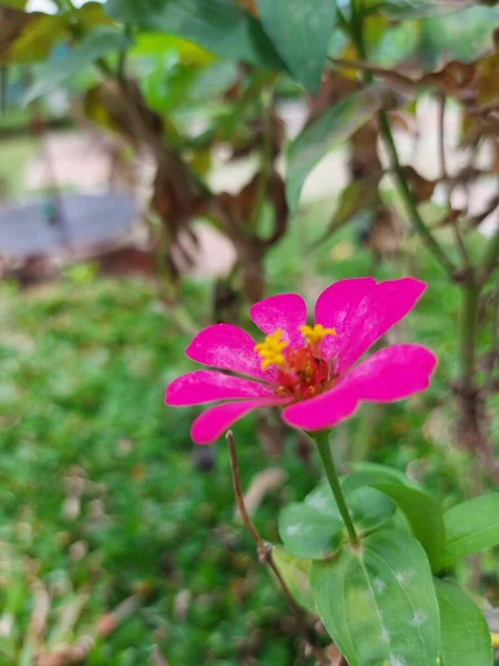 Zinnia Elegans Conhecido Como Juventude Idade Zinnia Comum Zinnia Elegante — Fotografia de Stock