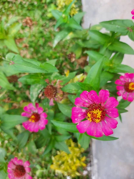 Zinnia Elegans Conhecido Como Juventude Idade Zinnia Comum Zinnia Elegante — Fotografia de Stock