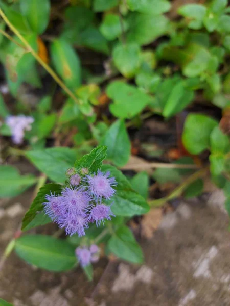 Piji Bluemink Ageratum Houstonianum Flossflower Blueweed Pussy Footormexican Paintbrush Cool — Stockfoto