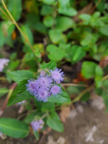 Piji Bluemink Ageratum Houstonianum Flossflower Blueweed Pussy Footormexican Paintbrush Cool — Photo