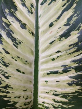 Dieffenbachia seguine, dumbcane ya da tuftroot yaprağından kaplanmış.. 