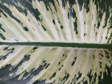 Dieffenbachia seguine, dumbcane ya da tuftroot yaprağından kaplanmış.. 