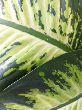 Dieffenbachia seguine, dumbcane ya da tuftroot yaprağından kaplanmış.. 