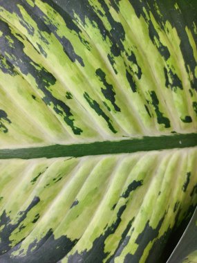 Dieffenbachia seguine, dumbcane ya da tuftroot yaprağından kaplanmış.. 