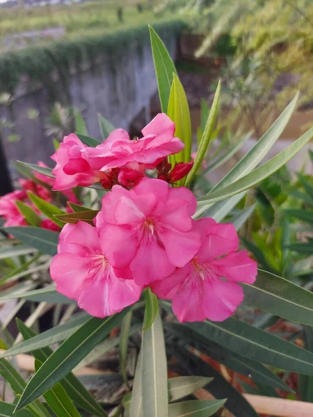 Nerium Oleander Arbusto Apoisonous Utilizzato Comunemente Nei Giardini Fiore Rosa — Foto Stock