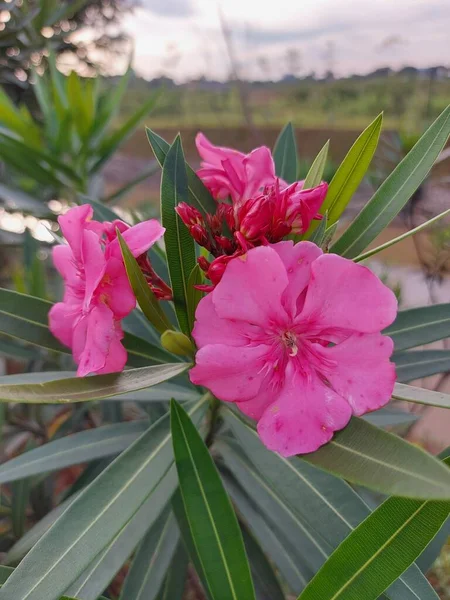 Nerium Oleander Est Arbuste Apoisone Communément Utilisé Dans Les Jardins — Photo