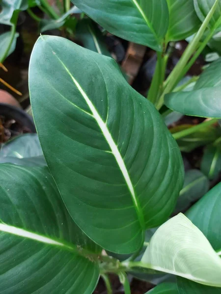 Dieffenbachia or dumb cane, mother-in-law\'s tongue, leopard lily. It is genus of tropical flowering plants in the family Araceae. green leaf.