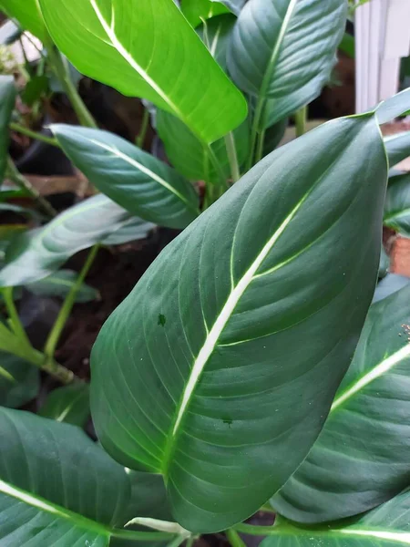 Dieffenbachia or dumb cane, mother-in-law\'s tongue, leopard lily. It is genus of tropical flowering plants in the family Araceae. green leaf.