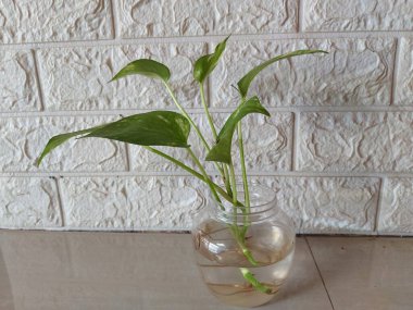 Sirih gübresi, Şeytan sarmaşığı ya da Epipremnum aureum bitkisi. Araceae familyasından, Fransız Polinezyası 'nın Toplum Adaları' ndaki Mo 'orea' ya özgü bir tür..
