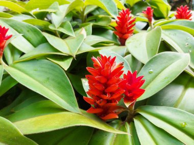 Costus barbatus orspiral zencefil. Redinfloresanlı bir aperatif bitki. En yaygın ekilen Costus türlerinden biri..