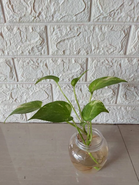 Plant of sirih gading or Devil\'s ivy or Epipremnum aureum. It is a species in the arum family Araceae, native to Mo\'orea in the Society Islands of French Polynesia.