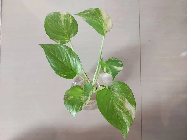 Sirih Gading 악마의 아이비 Devils Ivy 프롬눔 Epipremnum Aureum 식물이다 — 스톡 사진