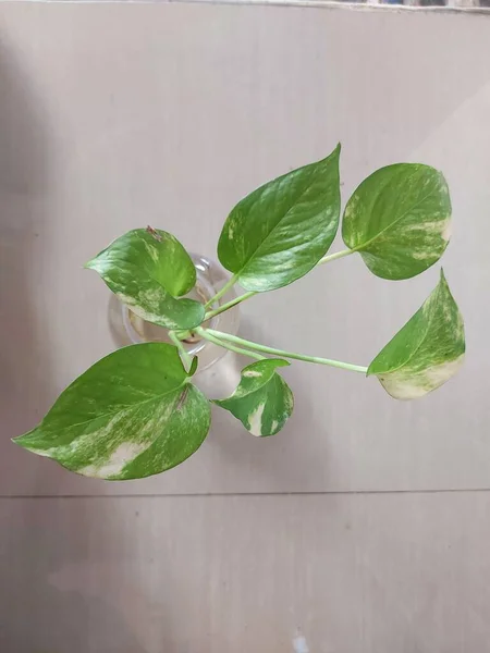 Planta Sirih Gading Hera Diabo Epipremnum Aureum Araceae Uma Espécie — Fotografia de Stock