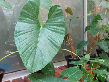 Talas belitung veya kimpul veya bentul veya xanthosoma sagittifolium orowleaf fil kulağı veya ok yapraklı fil kulağı veya malangaorAmerican taro veya mavi taro veya mor taro 