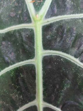 Alocasia 'da. Rhizomatöz, tüberküloz, geniş yapraklı, uzun ömürlü, çiçek açan Araceae familyasından bir bitki cinsidir.. 