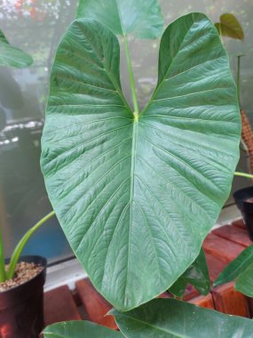 Talas belitung veya kimpul veya bentul veya xanthosoma sagittifolium orowleaf fil kulağı veya ok yapraklı fil kulağı veya malangaorAmerican taro veya mavi taro veya mor taro 