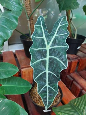 Alocasia 'da. Rhizomatöz, tüberküloz, geniş yapraklı, uzun ömürlü, çiçek açan Araceae familyasından bir bitki cinsidir.. 