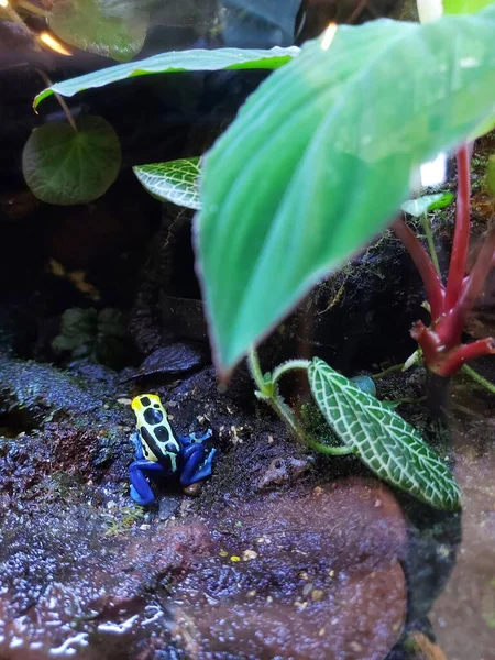Kurbağanın Seçici Odağı Adı Zehirli Dart Kurbağası Kalay Boyamak Zehirli — Stok fotoğraf