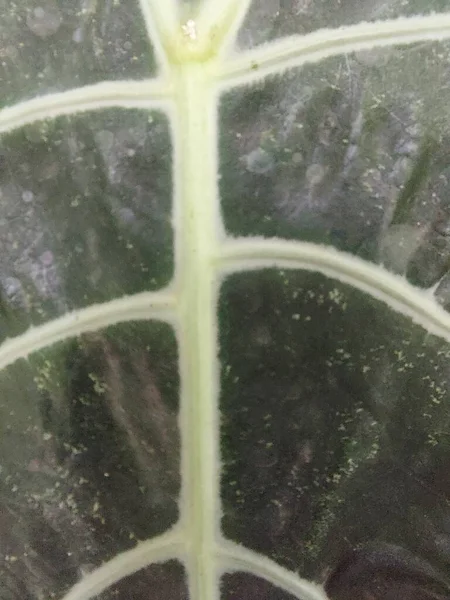 Alocasia Kapalı Rhizomatöz Tüberküloz Geniş Yapraklı Uzun Ömürlü Çiçek Açan — Stok fotoğraf