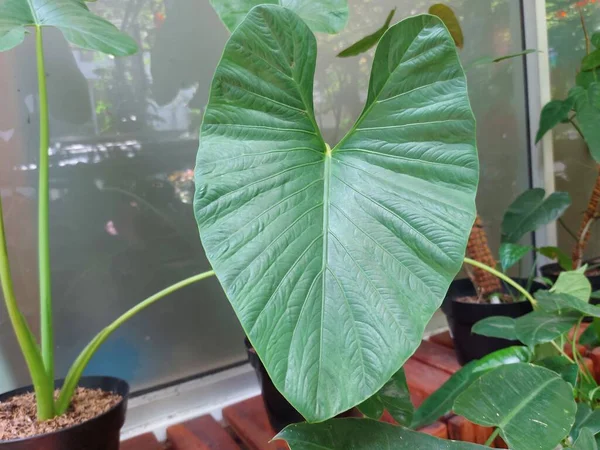 탈라스 벨리퉁 Leaf Talas Belitung Kimpul Bentul Xanthosoma Sagittifolium Orarrowleaf — 스톡 사진