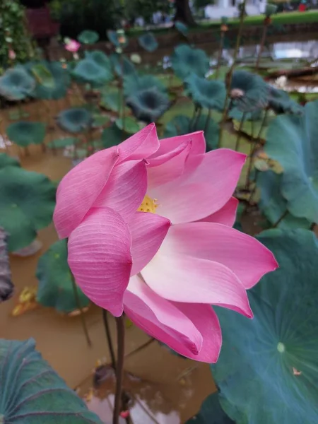 Nelumbo Nucifera Orindian Lotus Sacred Lotus Simplylotus Water Lily Bunga — Stock Photo, Image