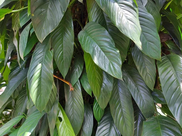 Groep Spathiphyllum Sensation Het Grootste Van Spathiphyllums Met Deze Met — Stockfoto