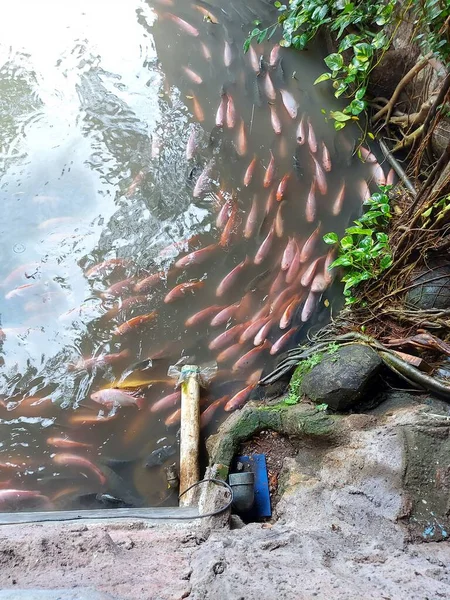 Eine Gruppe Tilapia Schwimmt Teich — Stockfoto