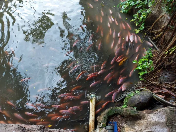 Eine Gruppe Tilapia Schwimmt Teich — Stockfoto