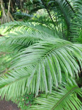 Ensefalartos villosus bitkisi mi yoksul adamın sikadası mı?.