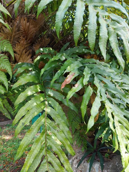 Planta Aglaomorpha Quercifoliaordrynaria Quercifolia Samambaia Folha Carvalho Cesta Folha Carvalho — Fotografia de Stock