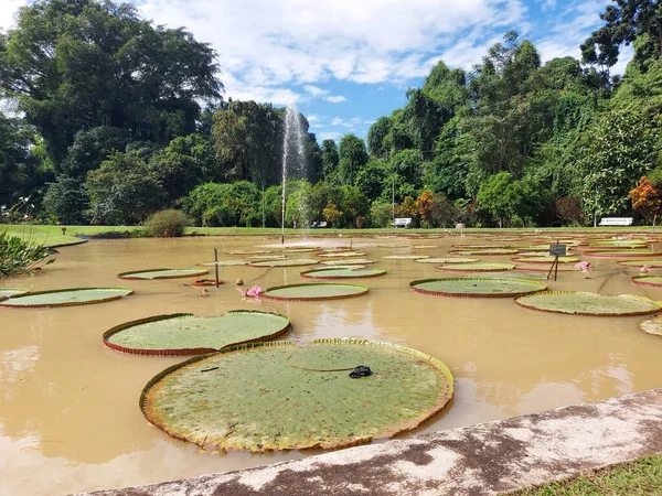 Bogor Indonesia March 2022 수련의 Bunga Teratai Raksasa 보고르 관광지중 — 스톡 사진