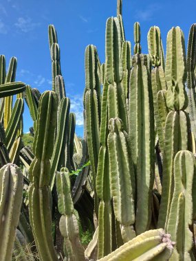 Cereus jamacaru bitkisi veya mandacaru veya cardeiro. Orta ve doğu Brezilya 'ya özgü bir kaktüstür. Genellikle 6 metreye kadar büyür..