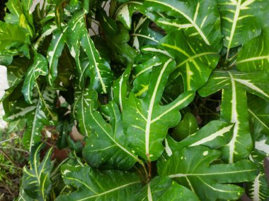 Croton codiaeum bitkisi veya çiçek altın puding veya codiaeum variegatum pictum veya tanaman hias puring terang bulan veya hindi ayağı