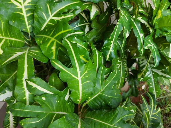 Planta Croton Codiaeum Flor Oro Puding Codiaeum Variegatum Pictum Tanaman — Foto de Stock