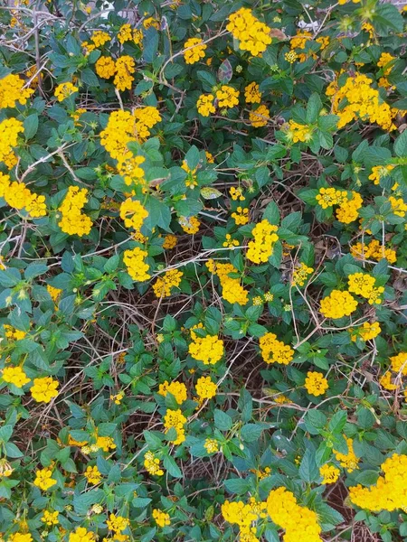 Flores Tahi Ayam Saliara Tembelekan Lantana Kuning Lantana Ocidental Indiana — Fotografia de Stock