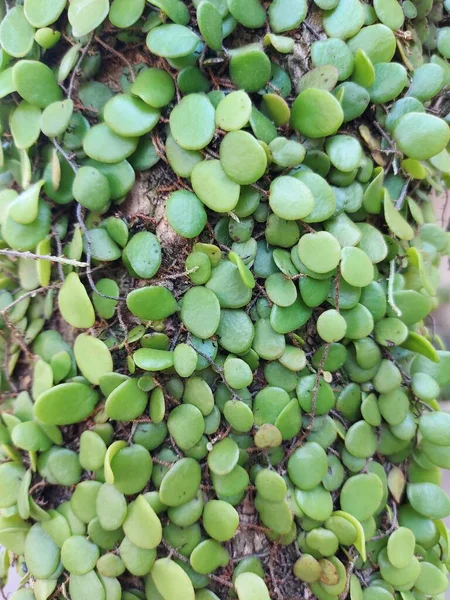 Planta Pyrrosia Eleagnifolia Samambaia Ota Está Subindo Fernendemictonew Zealand Folhas — Fotografia de Stock