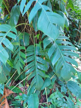 Epipremnum pinnatum ya da kırkayak tongavine, ejderha kuyruğu bitkisi ya da tibatib. Bu, Araceae ailesinin bitkilerini azaltma özelliğidir. yeşil yapraklar