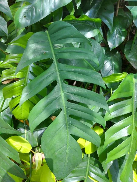 Φυτό Του Epipremnum Pinnatum Σαρανταποδαρούσα Tongavine Δράκος Ουρά Φυτό Tibatib — Φωτογραφία Αρχείου