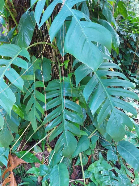 Epiprenum Pinnatumまたはムカデトンガビン 竜尾植物またはチビブの植物 イティス種が植物に花を咲かせます 緑の葉 — ストック写真