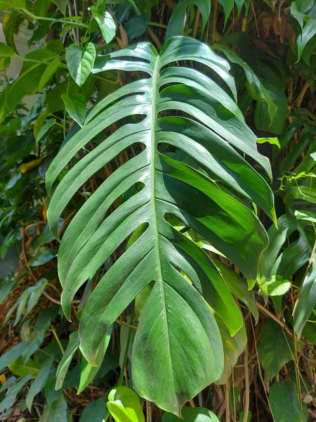 Plant Van Epipremnum Pinnatum Duizendpoot Tongavine Draak Staartplant Tibatib Het — Stockfoto