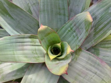 İmparatorluk bromeliad bitkisi ya da Alcantarea emperialis. Alcantarea cinsindeki Bromeliad 'ın özellikleri..